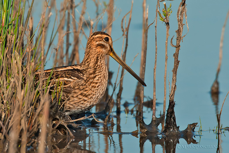 Beccaccino (Gallinago gallinago)